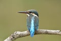 Beautiful back plumage of Common kingfisher Alcedo atthis lovely little blue turquoise bird perching on wooden branch in stream