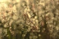 The bokeh natural background abstract, grass Royalty Free Stock Photo