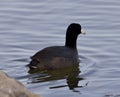 Beautiful background with amazing american coot in the lake