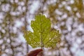 Beautiful background with autumn leaves