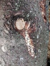 Beautiful background of bark of spruce with sawdust under a bitch on a tree