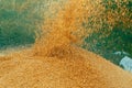 Beautiful background of barley grain in a pile in the process of harvesting