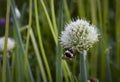 The bee at white flowers close up on background of grass Royalty Free Stock Photo