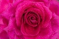 Beautiful background big pink rose in dewdrops close-up, soft focus Royalty Free Stock Photo