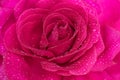 Beautiful background big pink rose in dewdrops close-up, soft focus Royalty Free Stock Photo