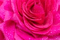 Beautiful background big pink rose in dewdrops close-up, soft focus Royalty Free Stock Photo