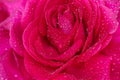 Beautiful background big pink rose in dewdrops close-up, soft focus