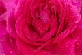 Beautiful background big pink rose in dewdrops close-up, soft focus Royalty Free Stock Photo