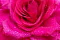 Beautiful background big pink rose in dewdrops close-up, soft focus Royalty Free Stock Photo