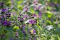 Beautiful background of blooming dead nettles. Wild flowers in the meadow. Collection of medicinal plants