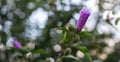 Beautiful background: a blooming purple bud and flowers on the green branches of a flowering bush in the garden Royalty Free Stock Photo