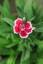 Beautiful Background of blooming Snowfire, China Doll, China Pink flower, pink Dianthus flowers Royalty Free Stock Photo