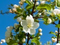 Beautiful background of blossoming apple tree with white flowers on blue sky background