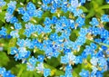 Beautiful background of blue delicate flowers of forget-me-nots Royalty Free Stock Photo