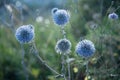 Beautiful background of blue shades. A magical and mysterious picture. Stylish postcard