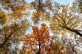 Beautiful natural background with bottom view of the tops of trees with colorful foliage in the autumn Sunny Park