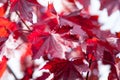 beautiful background from a branch of a maple tree with red leaves through the sun rays Royalty Free Stock Photo