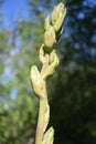 Beautiful buds Yucca glauca in evening light. Close up shot Royalty Free Stock Photo