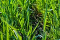 Closeup wheat shoots rows at spring