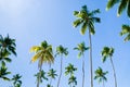 Beautiful background of coconut trees with sky-facing plan, grea
