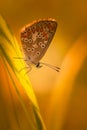 common azure butterfly insect in summer close-up in a single-profile meadow on orange backgrounds