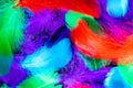Beautiful background of colorful tropical birds feathers. Bird natural pattern. Close-up top view. Abstract shot Royalty Free Stock Photo