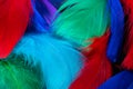 Beautiful background of colorful tropical birds feathers. Bird natural pattern. Close-up top view. Abstract shot Royalty Free Stock Photo