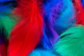 Beautiful background of colorful tropical birds feathers. Bird natural pattern. Close-up top view. Abstract shot Royalty Free Stock Photo