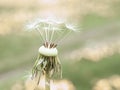 Beautiful background with a dandelion almost flew Royalty Free Stock Photo