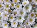 Beautiful background with delicate light pink chrysanthemums with yellow centers