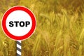 Beautiful background for designer, stop sign on left and golden ripe ears of wheat on right, concept of rich harvest of bread, Royalty Free Stock Photo