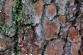 Beautiful background of different colors from the bark of a tree close up Royalty Free Stock Photo