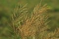 Beautiful background of dry grass, field on sunset, nature background, texture. Royalty Free Stock Photo