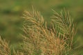 Beautiful background of dry grass, field on sunset, nature background, texture. Royalty Free Stock Photo