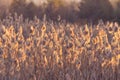 Beautiful background of dry grasses. Reeds, sunset Royalty Free Stock Photo