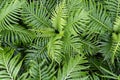 Beautiful background of ferns green foliage leaves. Dense thickets of beautiful growing ferns in the forest Royalty Free Stock Photo