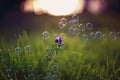 Beautiful background with festive multi-colored, soap bubbles and circles fly and re rain over green shiny grass and a flowering Royalty Free Stock Photo