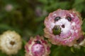 Beautiful background flower and insect