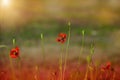 Beautiful background with flowers with blooming poppies. Nature. Floral background.Blurred natural background Royalty Free Stock Photo