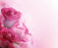 Beautiful background with flowers roses Royalty Free Stock Photo