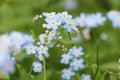 Myosotis sky blue flowers