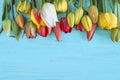 Beautiful background with frame of red, yellow and white tulips on blue paint wooden background Royalty Free Stock Photo