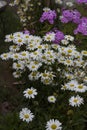 Glade with white flowers close-up on a blurred background of grass and leaves