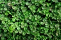 Beautiful background with green clover leaves for Saint Patrick`s day Royalty Free Stock Photo