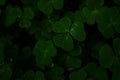 Beautiful background with green clover leaves for Saint Patrick`s day. Dark photo. Dew drops on a green clover background Royalty Free Stock Photo