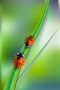 Beautiful background with green grass and ladybug. Green nature background, ladybirds on grass, green bokeh background Royalty Free Stock Photo