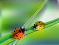 Beautiful background with green grass and ladybug. Green nature background, ladybirds on grass, green bokeh background Royalty Free Stock Photo