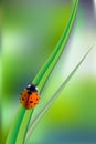 Beautiful background with green grass and ladybug. Green nature background, ladybirds on grass, green bokeh background Royalty Free Stock Photo