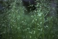 Beautiful background, green grass and panicle of spikelets