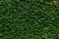 Beautiful background green leave wall Royalty Free Stock Photo